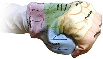 Handy Brain Model B-1.2 (adult medium)