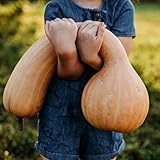 Pennsylvania Dutch Crookneck Squash - 25 Seeds - Heirloom Butternut Squash Variety, Non-GMO Winter Squash Seeds for Planting in The Home Garden, Thresh Seed Company