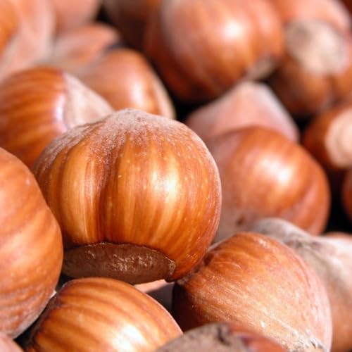 PIANTA DA FRUTTO NOCCIOLO GIFFONI in vaso 20 età 2/3 anni (foto reali)