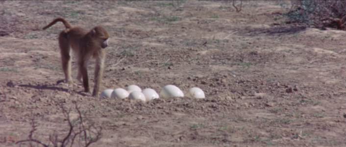 Die lustige Welt der Tiere