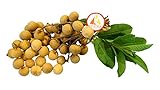 KEJORA Fresh Longan Fruit (2)