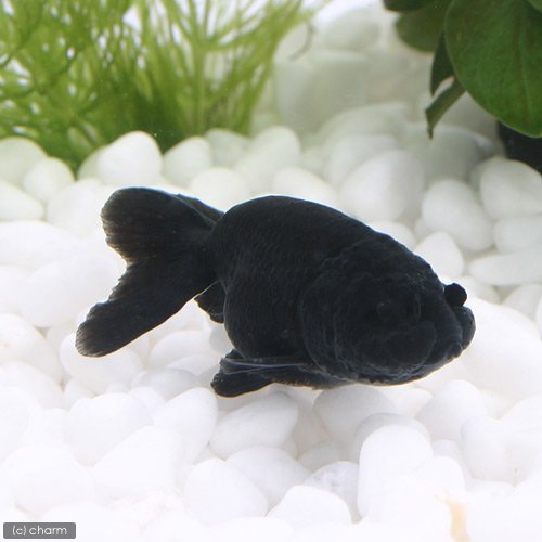 3匹予定！優良真っ黒らんちゅう！ Amazon | （金魚）黒らんちゅう（タイ産）（3匹） | charm(チャーム