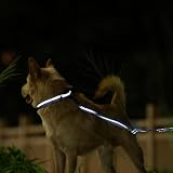 Hyhug Design, Martingale Nylon Klassische Halsbänder ,Anti-Flucht Hundehalsband. 3M Reflektierender Streifen, Komfortabel Verstellbar, Sicherer Nachtspaziergang, Hunde-ID-Tag-Montageloch