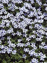 New Fresh 25pcs Star Creeper Flower Seeds Generic New Fresh 25pcs Star Creeper Flower Seeds Generic