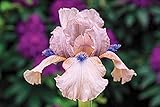 2 Piezas Iris Barbudo De Plantas Perennes Planta De Raíz Desnuda Flores Rosadas Con Adorno Azul Flores Ornamentales De Jardinería únicas
