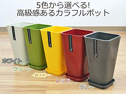 Amazon｜フラワーコーポレーション ミリオンバンブー 万年竹