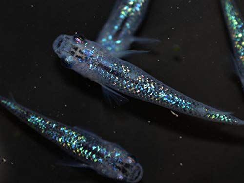海シリーズ　イルカ　オーロララメ　猫　5個セット aurorawrame_m10_01.jpg