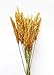 Afloral Dried Plume Reed Grass in Aspen Gold - 36-40
