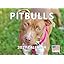 Pitbull