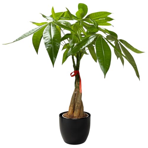 Image of Money Tree Live Plant | 14-22 Inches Tall Bonsai | Easy to Grow Indoor Houseplant | Home, Office, or Room Decor | Birthday, Housewarming Gift (Black)