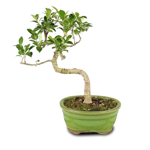 Brussel's Bonsai - Live Golden Gate Ficus Bonsai Tree in Ceramic Bonsai Pot, Indoor Bonsai Plant...