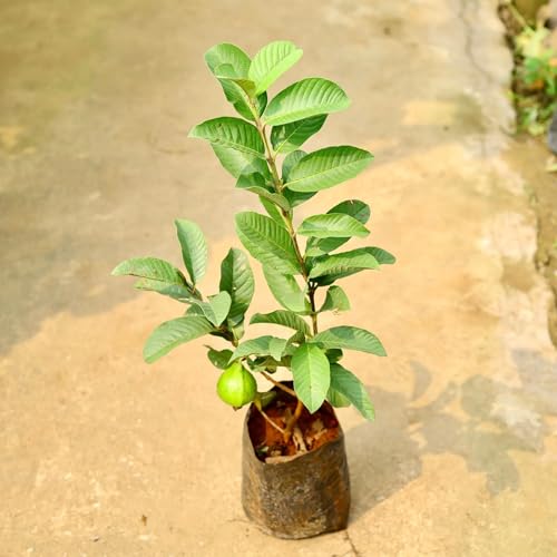 Image of Guava Sardar Lucknow-49 L-49 Amrood Variety Fruit (Air Layering /Grafted) Plants & Tree(1.5-3 Feet Size),CF SG29