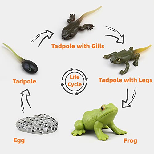Montessori Life Cycle Animal Figures with Flash Cards, Realistic Animal Plant - Bild 28 von 71