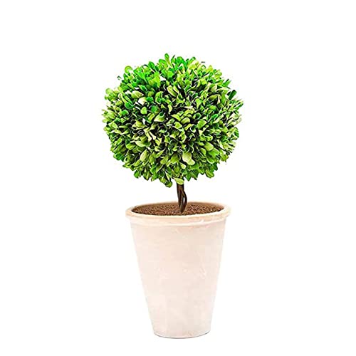Anneaux de paillis coir protection hivernale gel humidité sol pots légumes 12 pièces