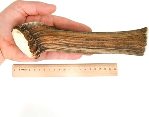 RF-Deer Hundesnack Rothirsch Geweih Kausnack - XXL Hard Plus, Hirschgeweih für Hunde, 100% Natürlicher, Kauspielzeug Hund, Hundespielzeug Kauknochen für Genuss und Zahnpflege - 1 Stück