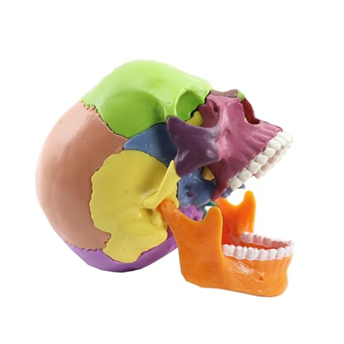 Image of Anatomical Skull Model 15 Parts Human Skull Model Detachable Palm-Sized Multicolor Skull Skeleton Model for Medical Students, Teaching Tools Learning with Color Study Manual(Hand Size)