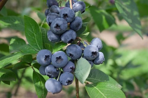 Vaccinium corymbosum 'Heerma' 40-60 cm – Winterhart, Mehrjährig, Pflegeleicht – Kulturheidelbeere – Obststrauch für Garten & Kübel