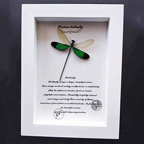 Natürliche Insekt Libelle Kopie, 7-Zoll-Massivholz Rahmen Tisch Pendel, Geburtstagsgeschenk, Hochzeitsgeschenk, Sammlung, A.