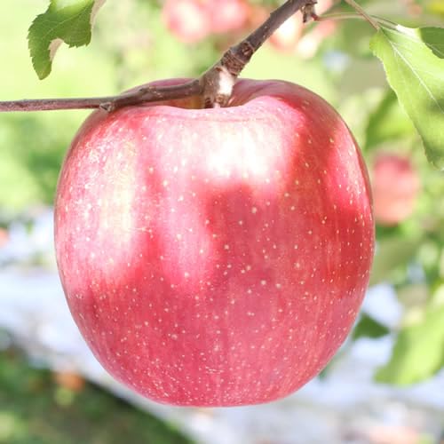 山下屋荘介 [長野県産]サンふじ!約5kg[2026年11月下旬から順次発送予定]