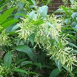 Delorea Raatrani | Cestrum Nocturnum | Night-Blooming Jessamine | Yellow Live Plant (B096MM27BZ) Amazon Price History, Amazon Price Tracker