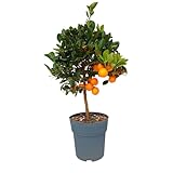 Sunny Tree - Oranger - Citrus Calamondin - 90 cm - Oranger de 3 ans - Emplacements ensoleillés - Fruits - Arbre fruitier