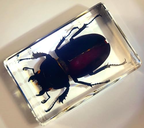 Image of 44mm Real Cottonwood Stag Beetle in Crystal Clear Lucite Resin Specimen Preserved Insect Bugs Taxidermy Crafts Collection for Biology Science Education & Desk Ornament Display Supplies