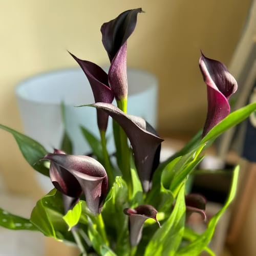 bulbos de cala resistentes - flores balcón jardín Plantas resistentes al invierno para balcones planta de balcón floración temprana camas elevadas para jardín 12pcs