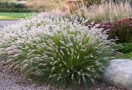 10 Hamlen Grass,Dwarf Fountain Grass 10 pots of one Plant.