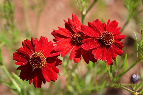 Dwarf Red Coreopsis Plains Flower Seeds For Planting,1500+ Seeds Per Packet, (Isla's Garden Seeds), Non Gmo & Heirloom Seeds, Scientific Name: Coreopsis Tinctoria, Great Home Garden Gift #TOP2