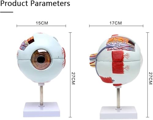 Modèle anatomique de globe oculaire à grossissement 6x pour dissection