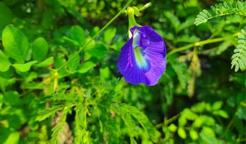 Image of Live Aparajita Plant Pack of 1 | Butterfly Pea Flower Plant Live | Clitoria Ternatea Flowering Vine for Home Garden Balcony Terrace Outdoor