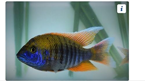 Swallowtail Peacock 2" African Cichlid - Live Tropical Aquarium Fish