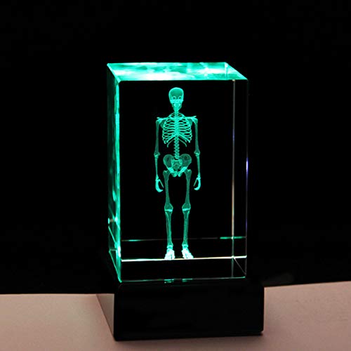 3D Human Skeleton Anatomical Model Paperweight(Laser Etched) In Crystal Glass Cube Science Gift (No Included Led Base)(3.1X2X2 Inch) #TOP1