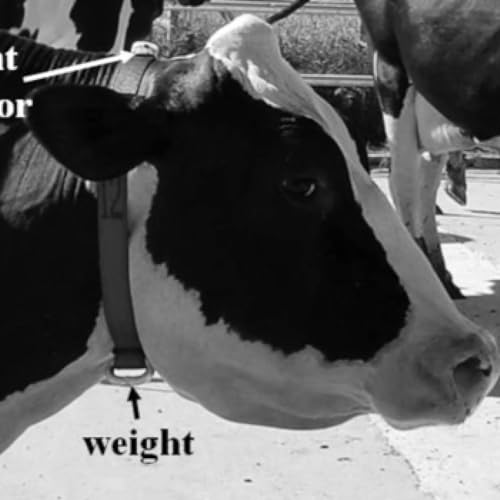 Smart Cows and Smarter Fields: Farming’s New Frontier