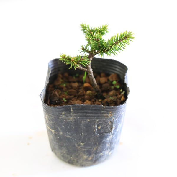 Amazon.co.jp: 遊恵盆栽 苗：白芽八房えぞ松 * シロメエゾマツ 蝦夷松