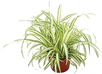 Ocean Spider Plant Variegated - 6'' from California Tropicals