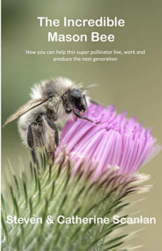 The Incredible Mason Bee