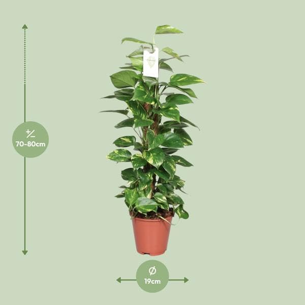 Efeutute Epipremnum Scindapsus Pinnatum Goldene Efeutute am Ø19 cm 80 cm