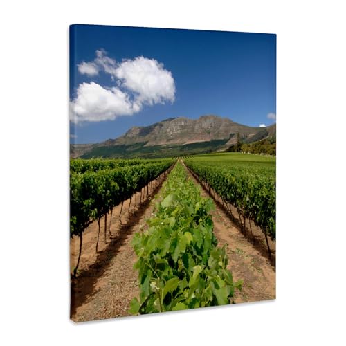3dRose Vineyard of Groot Constantia Canvas Wrap 11x14