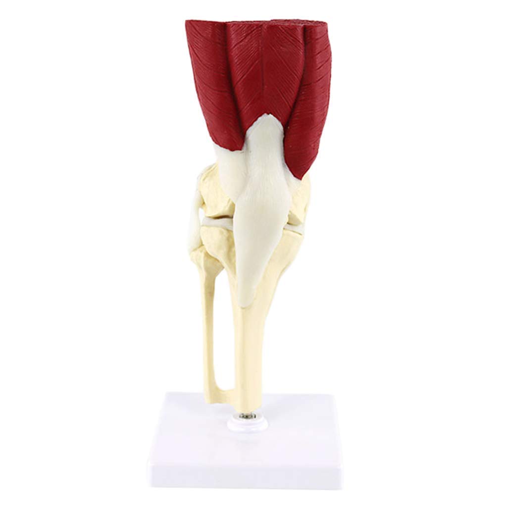 Model anatomiczny stawu kolanowego człowieka - materiał PVC Umięśniony model anatomiczny stawu kolanowego Model kości nogi człowieka - do materiałów medycznych Pomoc dydaktyczna do celów medycznych
