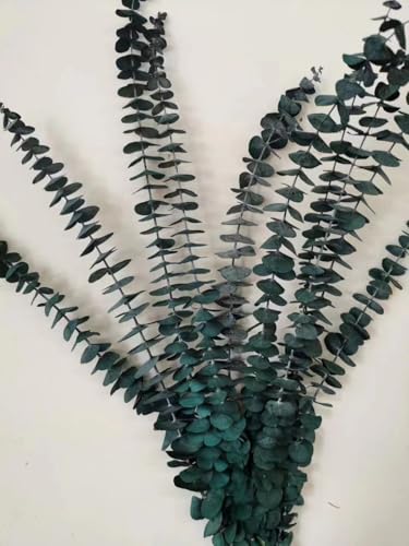 10 unidades Hojas de Eucalipto Seco Decorativo Natural miniatura 1