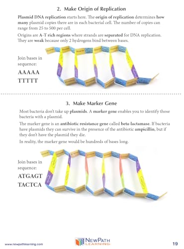 Image of NewPath Gene Cloning 3-D Paper Model Making Kit - Individual Student Edition (24-7724)