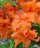 Rhododendron - Knap-Hill-Hybriden im Container 40...