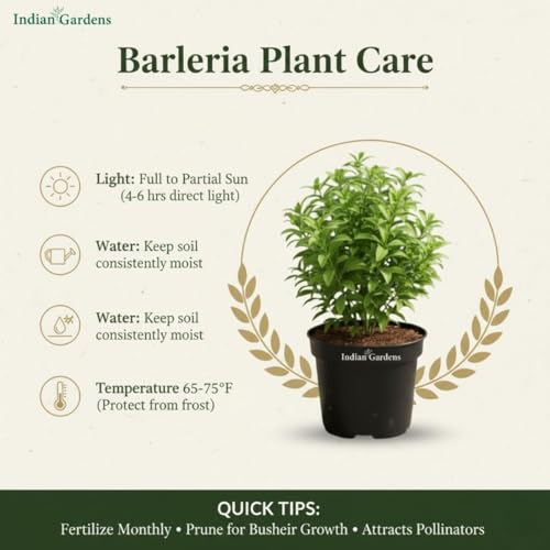 Image of Indian Gardens - Yellow Colour Barleria cristata /Decemeber flower plant 4 Inch (Min : 2)