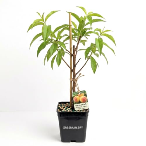 Greenursery Pratap Peach Live Plant – High Yield Variety