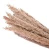 NSDD 15 stuks gedroogde kleine pampasgras, gedroogde riet pluimen, Phragmites Communis bloem bos decoratie voor thuis…