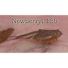 Triops NEWBERRYI Approx. 150 Eggs Starter Set