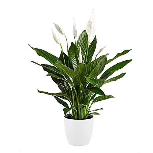 Carbeth Plants Spathiphyllum Peace Lily in 13cm Decorative White Pot