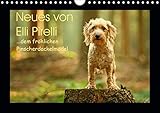 Neues von Elli Pirelli, dem fröhlichen Pinscherdackelmädel (Wandkalender 2020 DIN A4 quer): Bilder eines Pinscherdackels (Monatskalender, 14 Seiten ) (CALVENDO Tiere) - Kathrin Köntopp