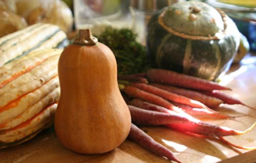 Honeynut Butternut Winter Squash Premium Seeds for Planting Packet